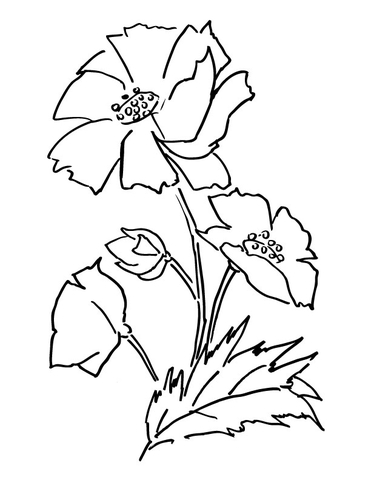 Poppy Flower  Coloring Page